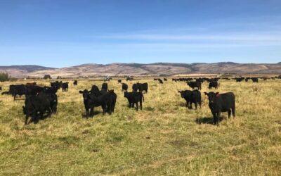Do Ellensburg Cows Taste Like Beer? And Other Questions from PEI’s Food Waste Workshop