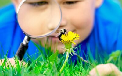 Schoolyard Science Storyline for 3-5 Teachers: What Makes a Weed a Weed?