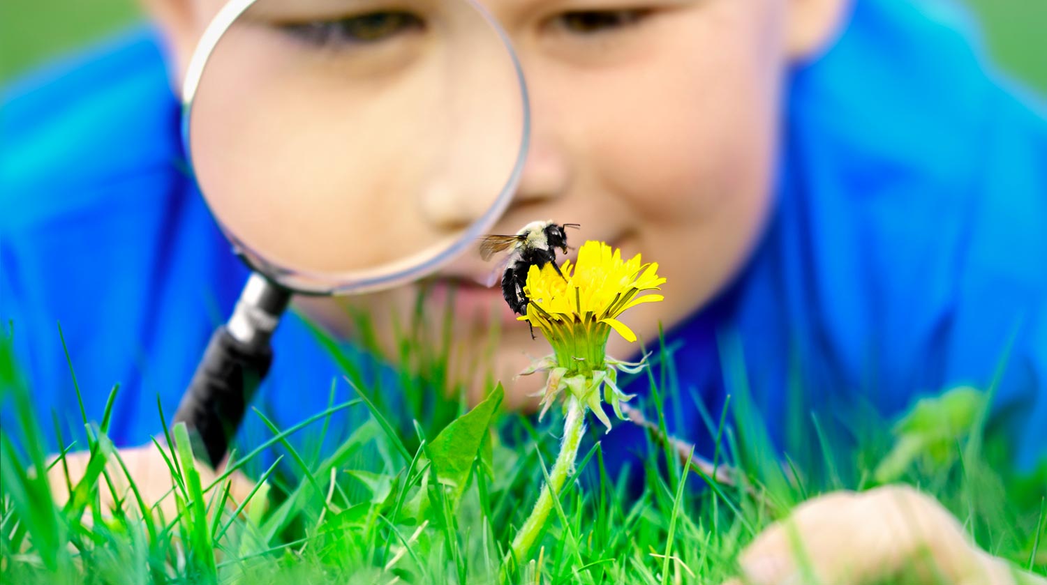 Boy looking at a dandelion