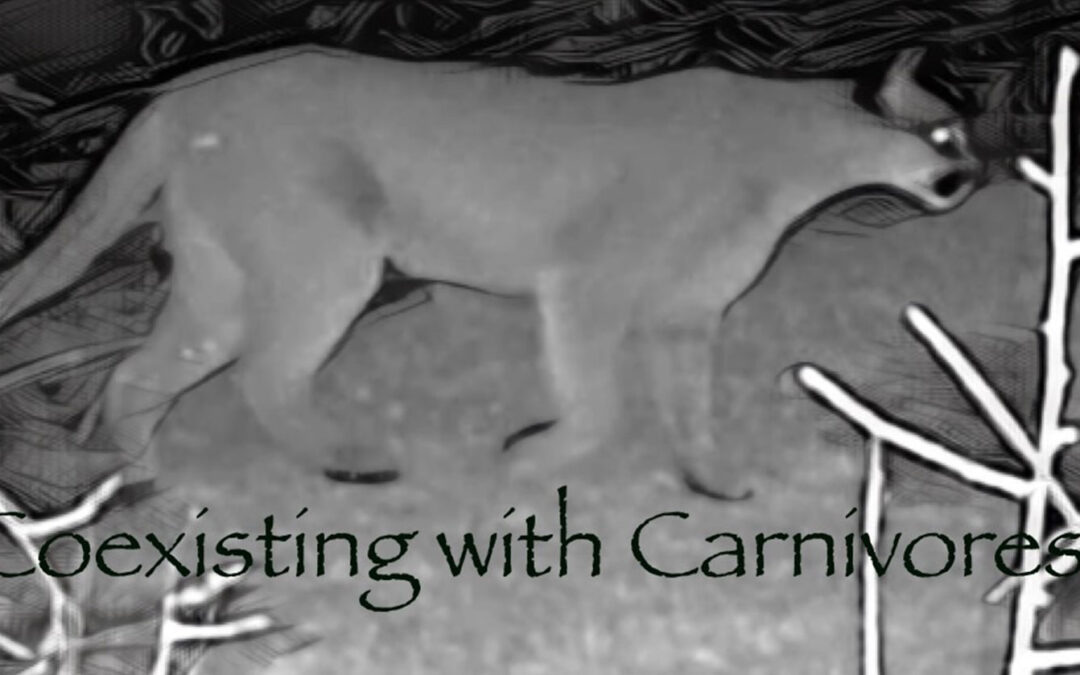 Coexisting with carnivores