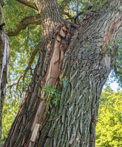 Damaged Tree