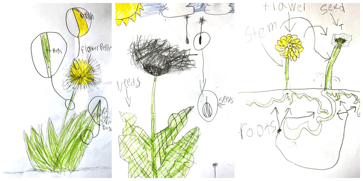 Dandelion scientific drawings