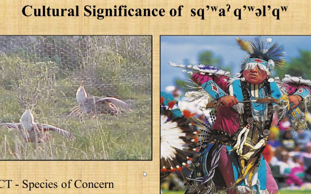 Sharp Tailed Grouse and Native American dancing