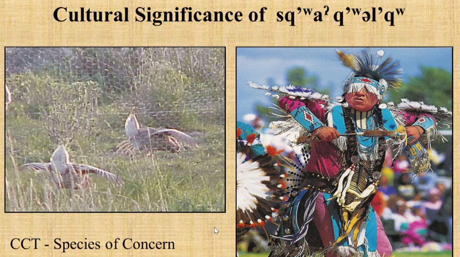 Sharp Tailed Grouse and Native American dancing