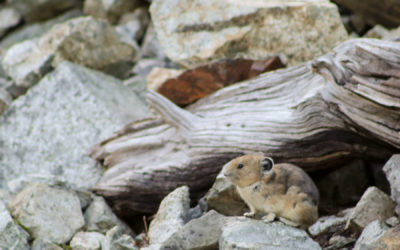 Stressed Out Pikas Help Cascade High School Students Learn about Climate Science