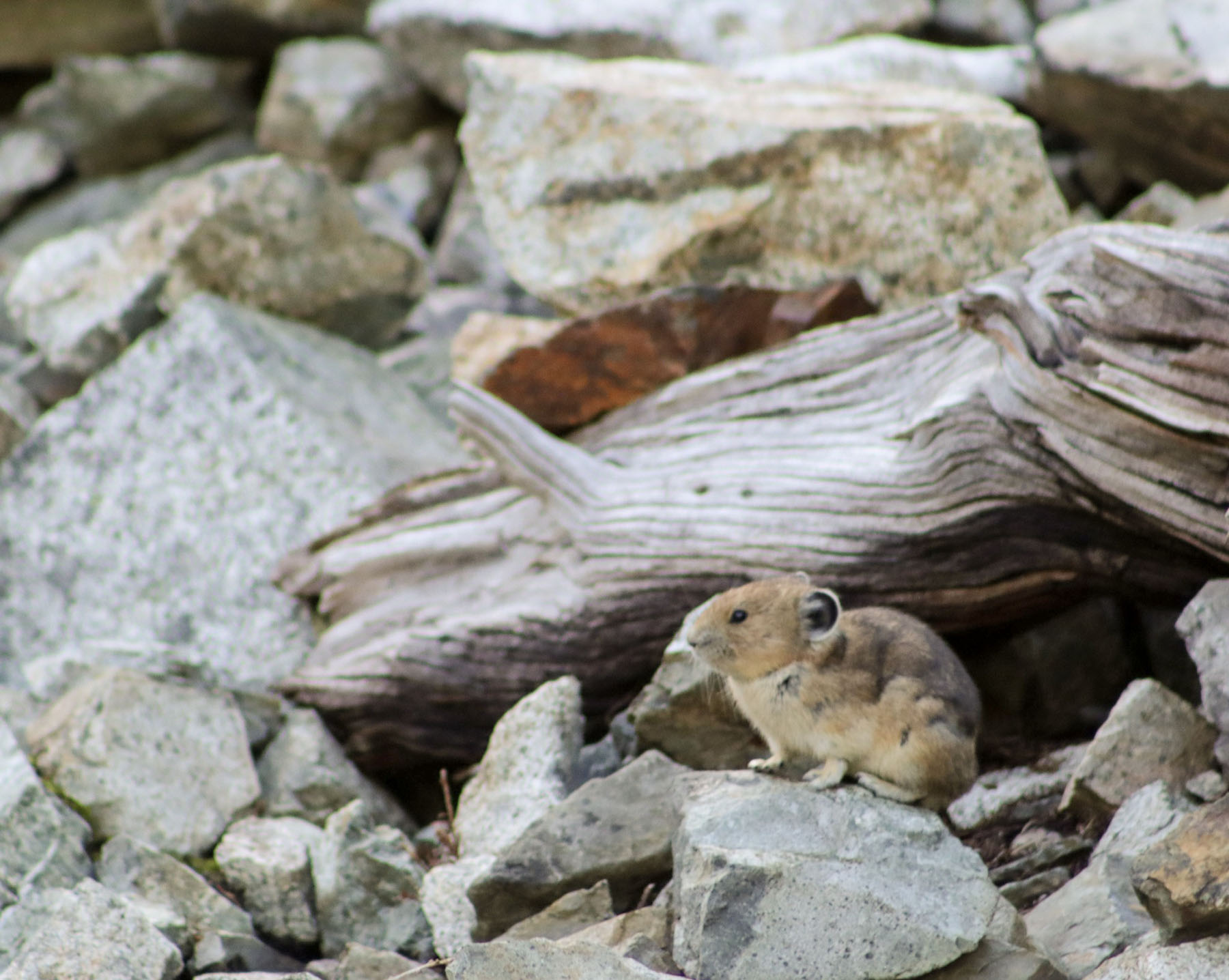 Stressed Out Pikas Help Cascade High School Students Learn about Climate Science