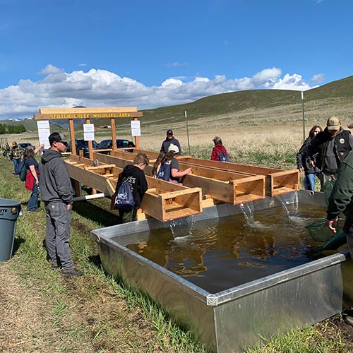 Students explore stream flow at Scotch Creek Wildlife Area and how enhancements can slow water to slow water and increase habitat for endangered species like Sharp tailed Grouse.
