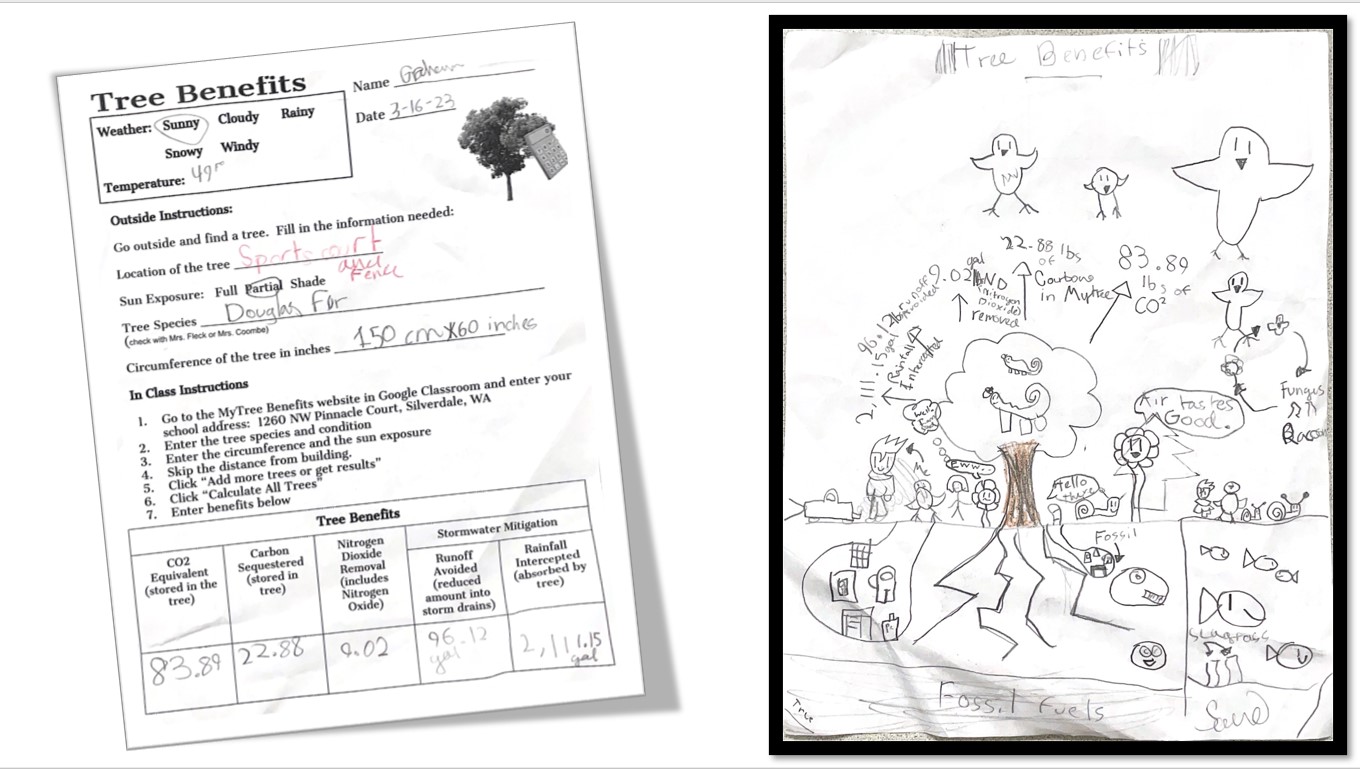 Students interpreted tree benefits data with words and pictures to further understand the carbon capture phenomenon: Lesson 6B: Tree Benefit Calculations