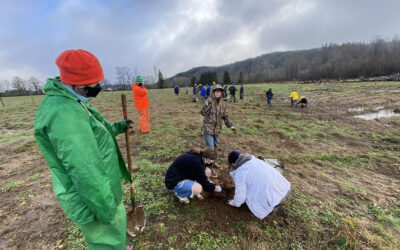 Wishkah Valley Tree Planting