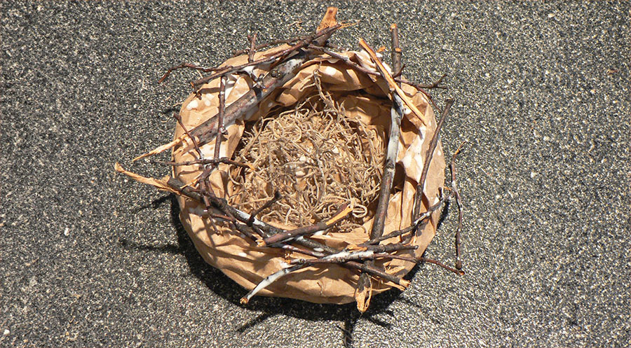 Bird nest