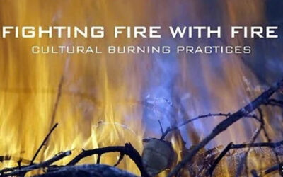 Braiding Sweetgrass Spring Book Study