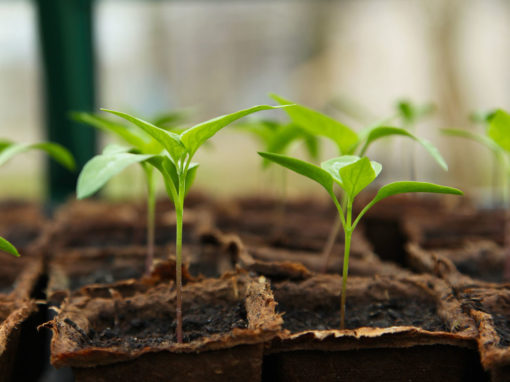 Growing Plants – Using a Simulation about Plant Needs