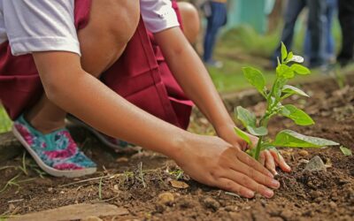 Trees & Climate Change: An Elementary ClimeTime Series