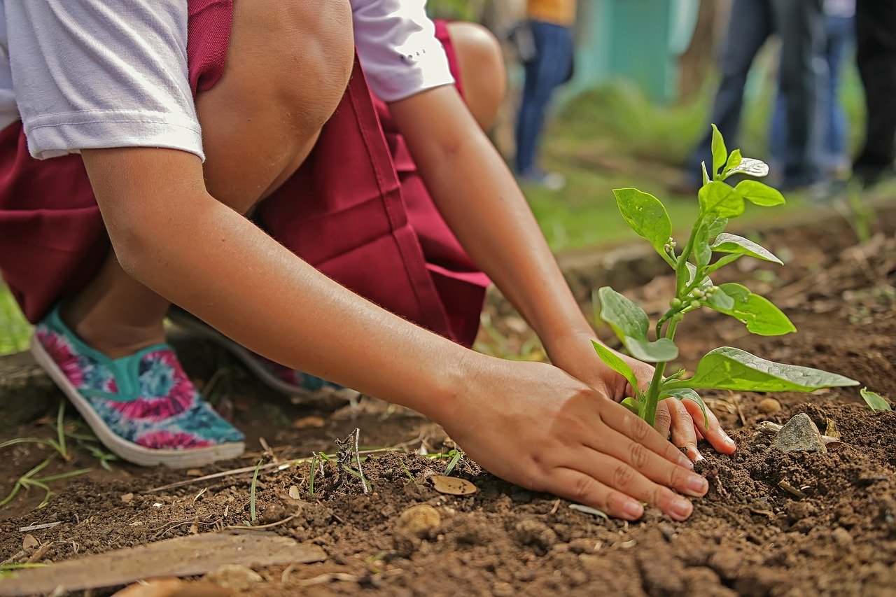 Trees & Climate Change: An Elementary ClimeTime Series